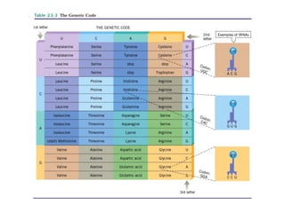 Classical and modern genetics | PPT