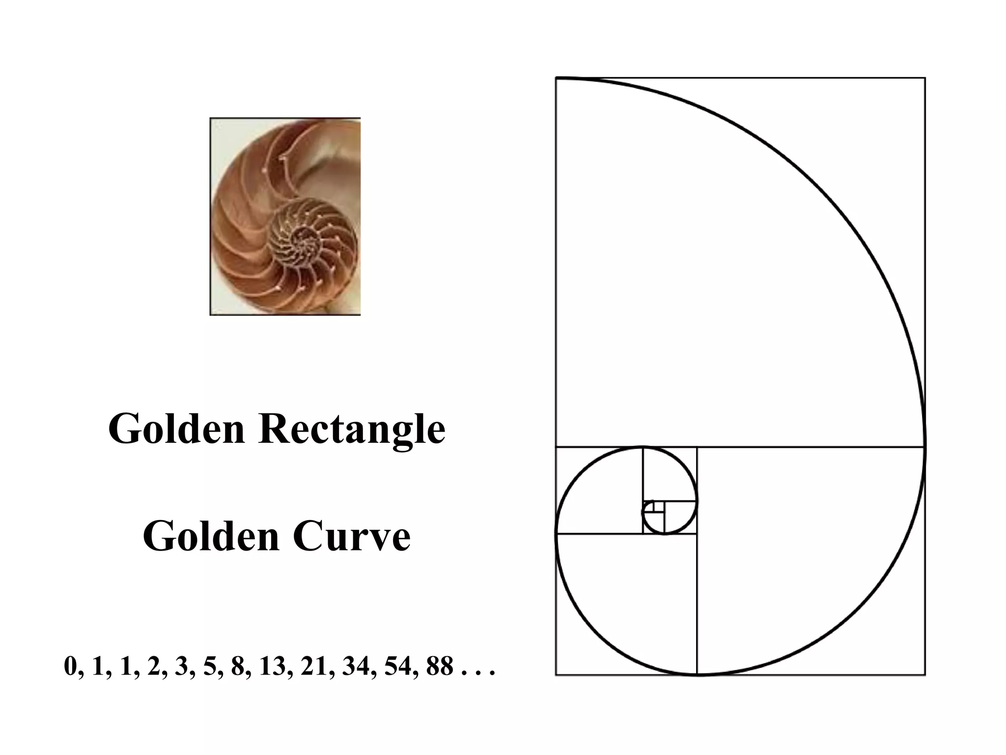 Golden Rectangle

        Golden Curve

0, 1, 1, 2, 3, 5, 8, 13, 21, 34, 54, 88 . . .
 