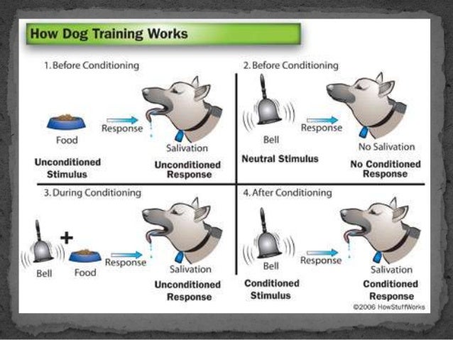 ivan pavlov theory ivan pavlov theory