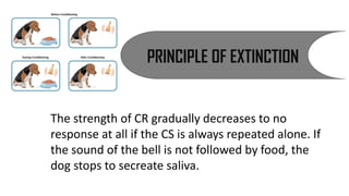 PRINCIPLE OF EXTINCTION
The strength of CR gradually decreases to no
response at all if the CS is always repeated alone. If
the sound of the bell is not followed by food, the
dog stops to secreate saliva.
 
