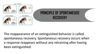 The reappearance of an extinguished behavior is called
spontaneous recovery. Spontaneous recovery occurs when
a response reappears without any retraining after having
been extinguished.
PRINCIPLE OF SPONTANEUOS
RECOVERY
 
