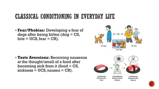▪ Fear/Phobias: Developing a fear of
dogs after being bitten (dog = CS,
bite = UCS, fear = CR).
▪ Taste Aversions: Becoming nauseous
at the thought/smell of a food after
becoming sick from it (food = CS,
sickness = UCS, nausea = CR).
 