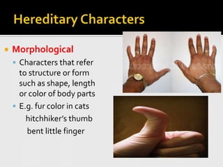 Hereditary CharactersMorphologicalCharacters that refer to structure or form such as shape, length or color of body partsE.g. fur color in catshitchhiker’s thumb    bent little finger