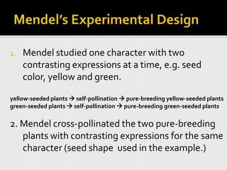 Mendel’s Experimental DesignMendel studied one character with two contrasting expressions at a time, e.g. seed color, yellow and green.yellow-seeded plants  self-pollination  pure-breeding yellow-seeded plantsgreen-seeded plants  self-pollination  pure-breeding green-seeded plants2. Mendel cross-pollinated the two pure-breeding plants with contrasting expressions for the same character (seed shape  used in the example.)