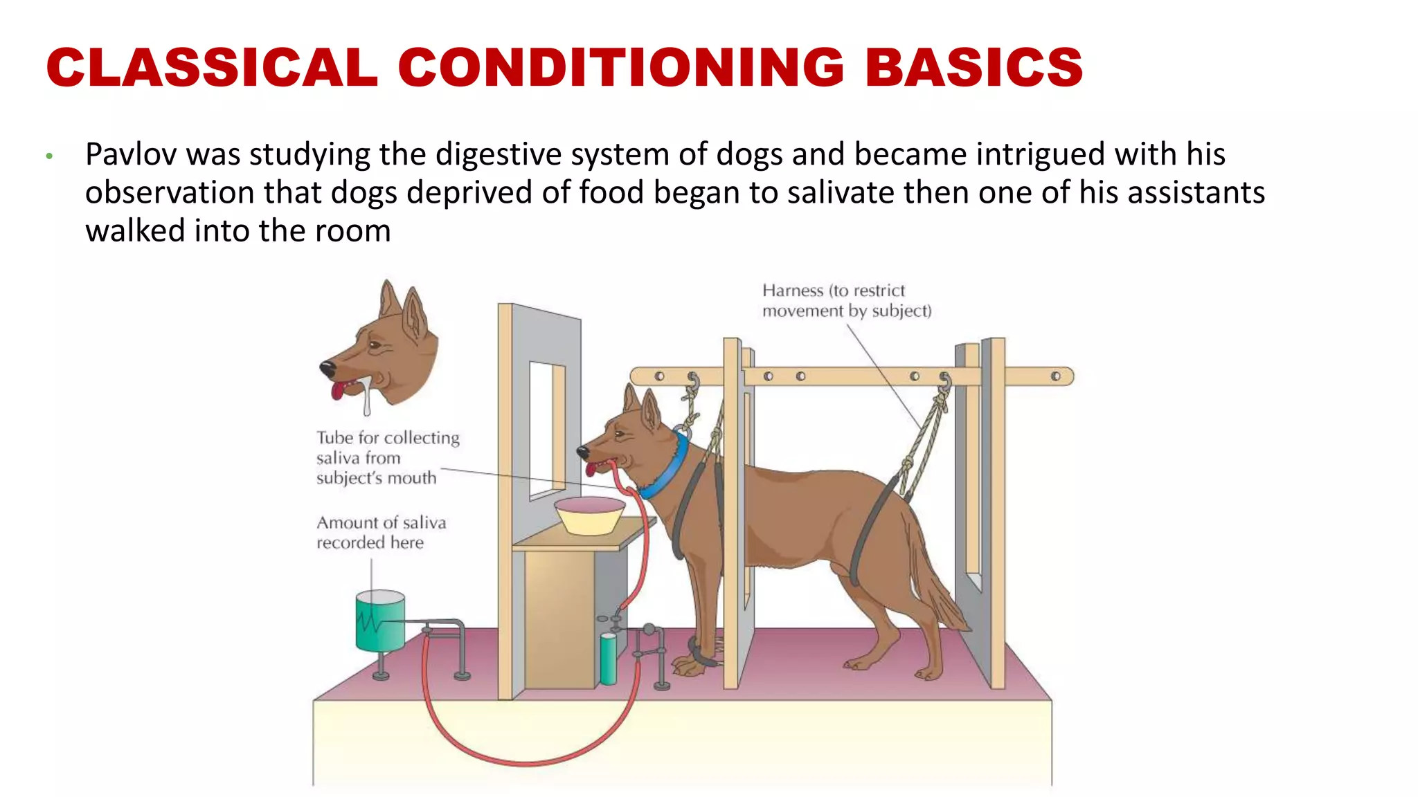 Classical & Operant Conditioning.pptx | Dogs | Pets