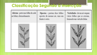 Classificação Segundo à Insercção
 