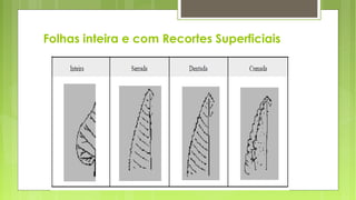Folhas inteira e com Recortes Superficiais
 