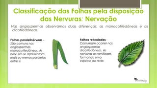 Classificação das Folhas pela disposição
das Nervuras: Nervação
Nas angiospermas observamos duas diferenças: as monocotiledôneas e as
dicotiledôneas.
Folhas paralelinérveas -
São comuns nas
angiospermas
monocotiledôneas. As
nervuras se apresentam
mais ou menos paralelas
entre si.
Folhas reticuladas -
Costumam ocorrer nas
angiospermas
dicotiledôneas. As
nervuras se ramificam,
formando uma
espécie de rede.
 