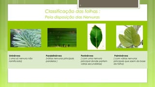 Uninérvea
( uma só nervura não
ramificada)
Paralelinérvea
(várias nervuras principais
paralelas )
Peninérvea
( com uma nervura
principal donde partem
várias secundárias)
Palminérvea
( com várias nervuras
principais que saem da base
da folha)
Pela disposição das Nervuras
Classificação das folhas :
6
 