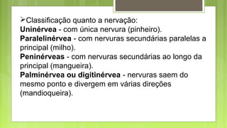 Classificação quanto a nervação:
Uninérvea - com única nervura (pinheiro).
Paralelinérvea - com nervuras secundárias paralelas a
principal (milho).
Peninérveas - com nervuras secundárias ao longo da
principal (mangueira).
Palminérvea ou digitinérvea - nervuras saem do
mesmo ponto e divergem em várias direções
(mandioqueira).
 