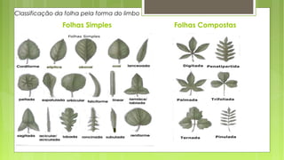 Folhas Simples Folhas Compostas
Classificação da folha pela forma do limbo
 