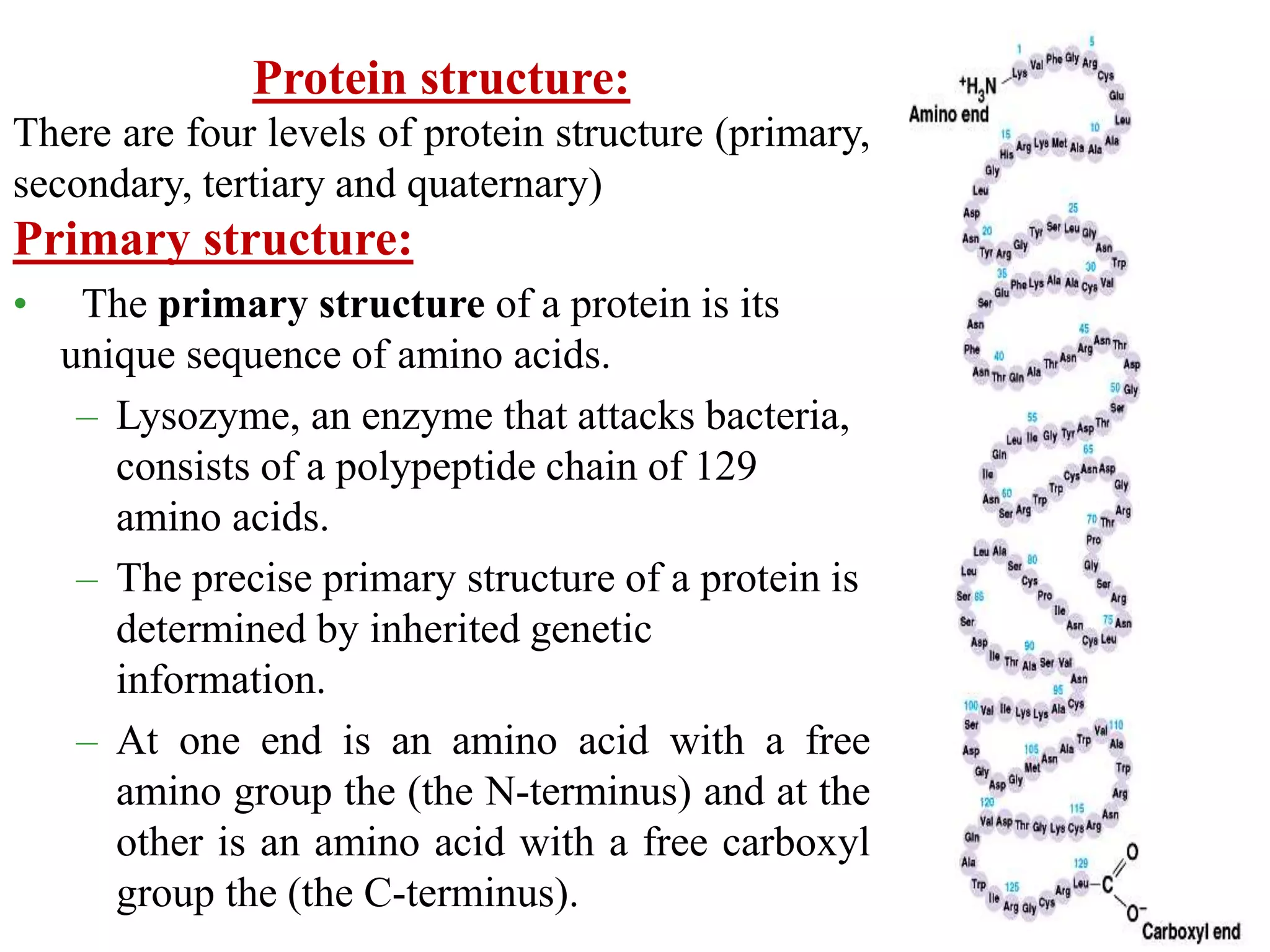 Protein structure:
There are four levels of protein structure (primary,
secondary, tertiary and quaternary)
Primary structure:
• The primary structure of a protein is its
unique sequence of amino acids.
– Lysozyme, an enzyme that attacks bacteria,
consists of a polypeptide chain of 129
amino acids.
– The precise primary structure of a protein is
determined by inherited genetic
information.
– At one end is an amino acid with a free
amino group the (the N-terminus) and at the
other is an amino acid with a free carboxyl
group the (the C-terminus).
 