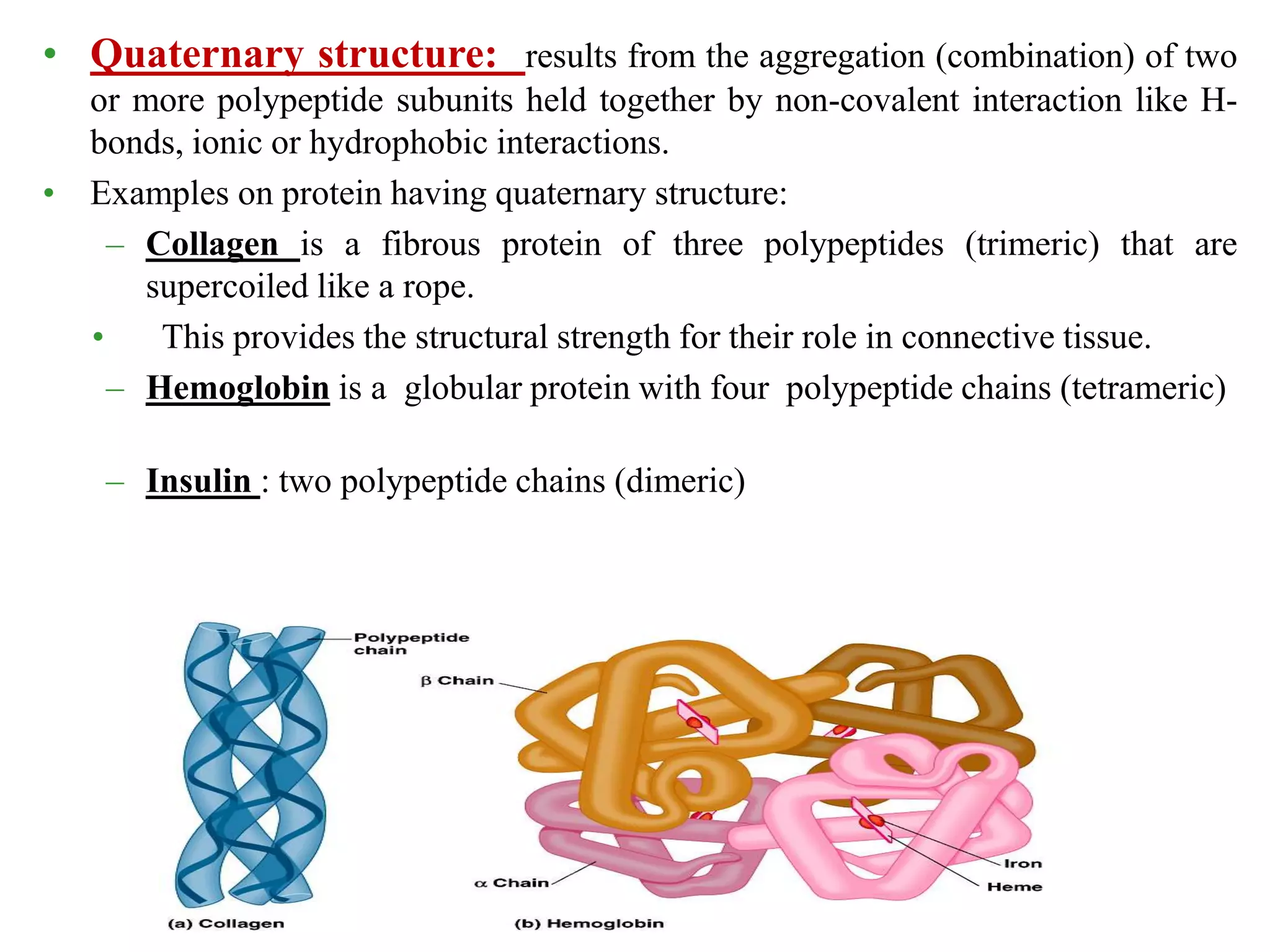 • Quaternary structure: results from the aggregation (combination) of two
or more polypeptide subunits held together by non-covalent interaction like H-
bonds, ionic or hydrophobic interactions.
• Examples on protein having quaternary structure:
– Collagen is a fibrous protein of three polypeptides (trimeric) that are
supercoiled like a rope.
• This provides the structural strength for their role in connective tissue.
– Hemoglobin is a globular protein with four polypeptide chains (tetrameric)
– Insulin : two polypeptide chains (dimeric)
 