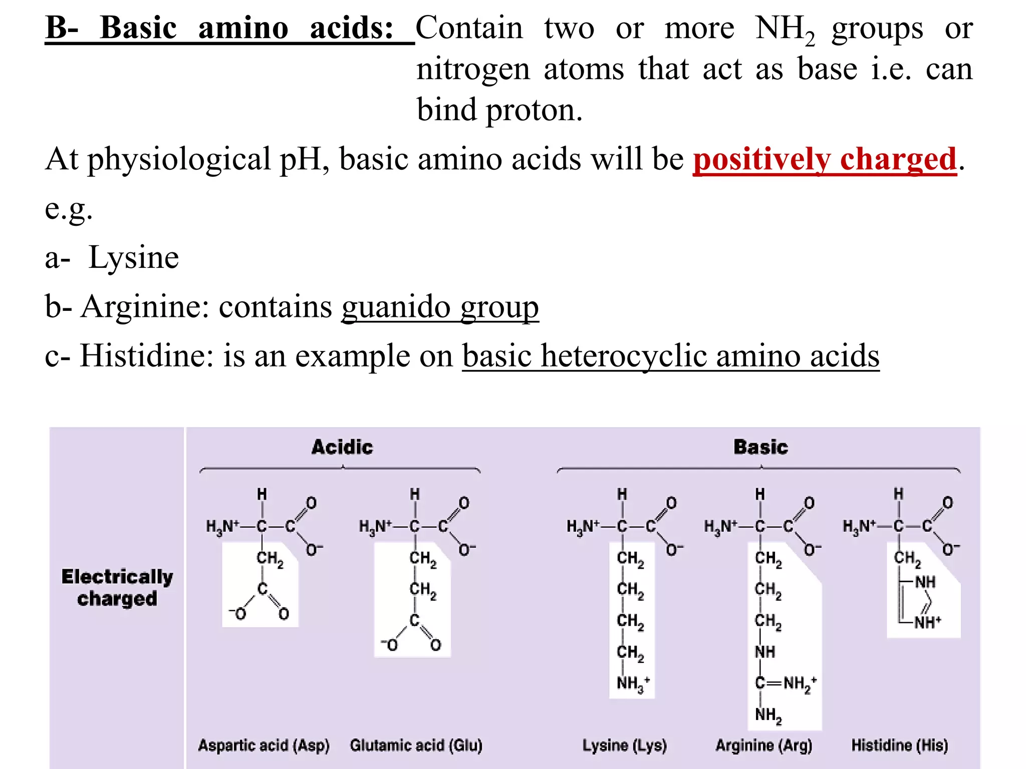 B- Basic amino acids: Contain two or more NH2 groups or
nitrogen atoms that act as base i.e. can
bind proton.
At physiological pH, basic amino acids will be positively charged.
e.g.
a- Lysine
b- Arginine: contains guanido group
c- Histidine: is an example on basic heterocyclic amino acids
 