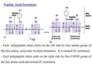Peptide bond formation:
- Each polypeptide chain starts on the left side by free amino group of
the first amino acid enter in chain formation . It is termed (N- terminus).
- Each polypeptide chain ends on the right side by free COOH group of
the last amino acid and termed (C-terminus).
 