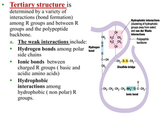 • Tertiary structure is
determined by a variety of
interactions (bond formation)
among R groups and between R
groups and the polypeptide
backbone.
a. The weak interactions include:
 Hydrogen bonds among polar
side chains
 Ionic bonds between
charged R groups ( basic and
acidic amino acids)
 Hydrophobic
interactions among
hydrophobic ( non polar) R
groups.
 