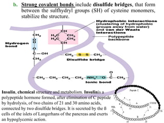 b. Strong covalent bonds include disulfide bridges, that form
between the sulfhydryl groups (SH) of cysteine monomers,
stabilize the structure.
Insulin, chemical structure and metabolism. Insulinis a
polypeptide hormone formed, after elimination of C peptide
by hydrolysis, of two chains of 21 and 30 amino acids,
connected by two disulfide bridges. It is secreted by the ß
cells of the islets of Langerhans of the pancreas and exerts
an hypoglycemic action.
 