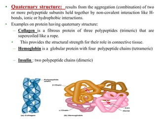 • Quaternary structure: results from the aggregation (combination) of two
or more polypeptide subunits held together by non-covalent interaction like H-
bonds, ionic or hydrophobic interactions.
• Examples on protein having quaternary structure:
– Collagen is a fibrous protein of three polypeptides (trimeric) that are
supercoiled like a rope.
• This provides the structural strength for their role in connective tissue.
– Hemoglobin is a globular protein with four polypeptide chains (tetrameric)
– Insulin : two polypeptide chains (dimeric)
 