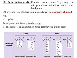 B- Basic amino acids: Contain two or more NH2 groups or
nitrogen atoms that act as base i.e. can
bind proton.
At physiological pH, basic amino acids will be positively charged.
e.g.
a- Lysine
b- Arginine: contains guanido group
c- Histidine: is an example on basic heterocyclic amino acids
 