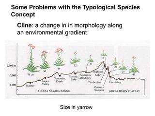 Cline: a change in in morphology along
an environmental gradient
Some Problems with the Typological Species
Concept
Size in yarrow
 
