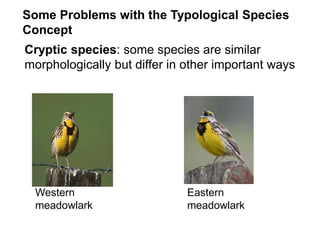 Cryptic species: some species are similar
morphologically but differ in other important ways
Some Problems with the Typological Species
Concept
Western
meadowlark
Eastern
meadowlark
 