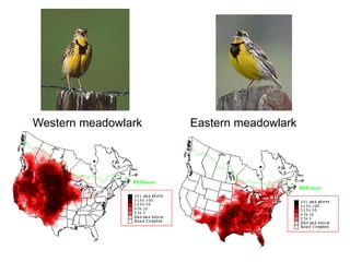 Western meadowlark Eastern meadowlark
 