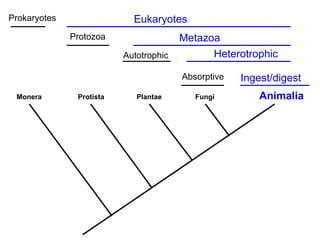 Monera Animalia
Fungi
Plantae
Protista
Prokaryotes Eukaryotes
Metazoa
Protozoa
Heterotrophic
Autotrophic
Absorptive Ingest/digest
 