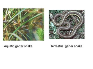 Aquatic garter snake Terrestrial garter snake
 