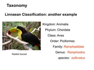 Linnaean Classification: another example
Kingdom: Animalia
Phylum: Chordata
Class: Aves
Order: Piciformes
Family: Ramphastidae
Genus: Ramphastos
species: sulfuratus
Taxonomy
Keeled toucan
 