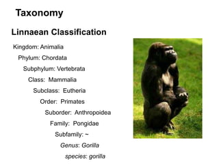 Linnaean Classification
Kingdom: Animalia
Phylum: Chordata
Subphylum: Vertebrata
Class: Mammalia
Subclass: Eutheria
Order: Primates
Suborder: Anthropoidea
Family: Pongidae
Subfamily: ~
Genus: Gorilla
species: gorilla
Taxonomy
 