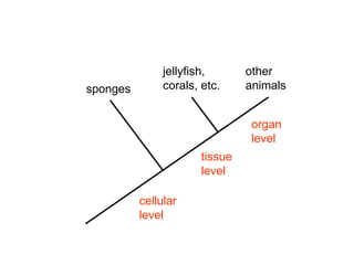 sponges
jellyfish,
corals, etc.
other
animals
cellular
level
tissue
level
organ
level
 