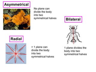 Asymmetrical
Bilateral
Radial
No plane can
divide the body
into two
symmetrical halves
> 1 plane can
divide the body
into two
symmetrical halves
1 plane divides the
body into two
symmetrical halves
 
