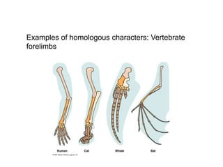Examples of homologous characters: Vertebrate
forelimbs
 