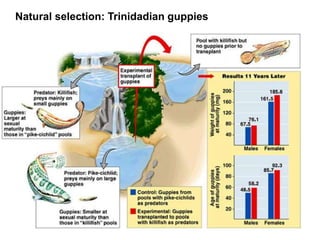 Natural selection: Trinidadian guppies
 