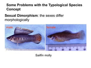 Sexual Dimorphism: the sexes differ
morphologically
Some Problems with the Typological Species
Concept
Sailfin molly
female
male
 