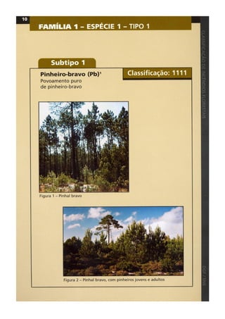 Classificacao de incendios florestais