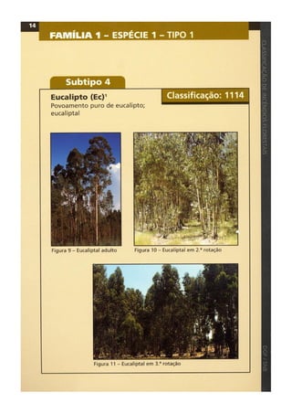 Classificacao de incendios florestais