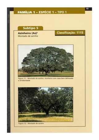 Classificacao de incendios florestais