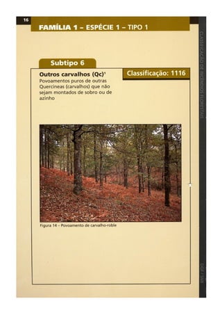 Classificacao de incendios florestais