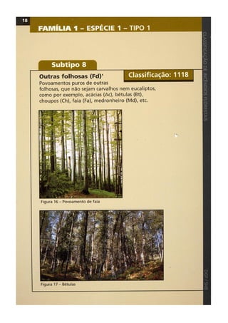 Classificacao de incendios florestais