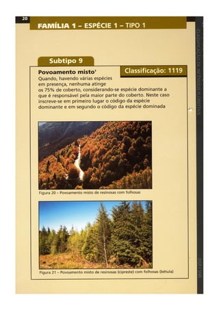 Classificacao de incendios florestais