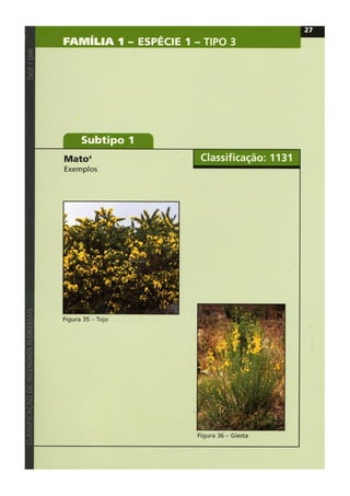 Classificacao de incendios florestais