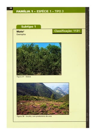 Classificacao de incendios florestais