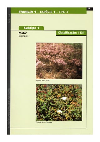 Classificacao de incendios florestais