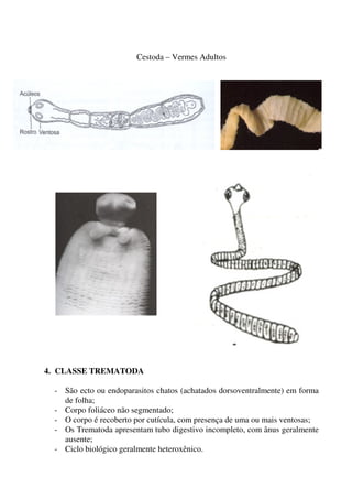Cestoda – Vermes Adultos 
4. CLASSE TREMATODA 
- São ecto ou endoparasitos chatos (achatados dorsoventralmente) em forma 
de folha; 
- Corpo foliáceo não segmentado; 
- O corpo é recoberto por cutícula, com presença de uma ou mais ventosas; 
- Os Trematoda apresentam tubo digestivo incompleto, com ânus geralmente 
ausente; 
- Ciclo biológico geralmente heteroxênico. 
 