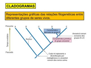 CLADOGRAMAS
Representações gráficas das relações filogenéticas entre
diferentes grupos de seres vivos.
 