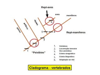 Cladograma - vertebrados
 
