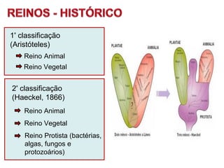 2ª
classificação
(Haeckel, 1866)
1ª
classificação
(Aristóteles)
Reino Vegetal
Reino Animal
Reino Animal
Reino Vegetal
Reino Protista (bactérias,
algas, fungos e
protozoários)
 