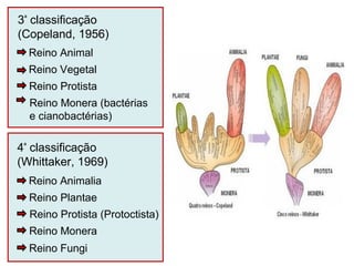 3ª
classificação
(Copeland, 1956)
4ª
classificação
(Whittaker, 1969)
Reino Protista
Reino Vegetal
Reino Animal
Reino Animalia
Reino Plantae
Reino Protista (Protoctista)
Reino Monera
Reino Fungi
Reino Monera (bactérias
e cianobactérias)
 