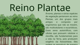 Reino Plantae
Árvores, plantas e várias espécies
de vegetação pertencem ao reino
Plantae, um dos grupos mais
antigos e composto por
organismos que não se movem,
são multicelulares e eucarióticos.
Esses seres autotróficos, com
células que possuem celulose e
clorofila, são fundamentais para
a vida na Terra, pois produzem
oxigênio via fotossíntese. Eles
 